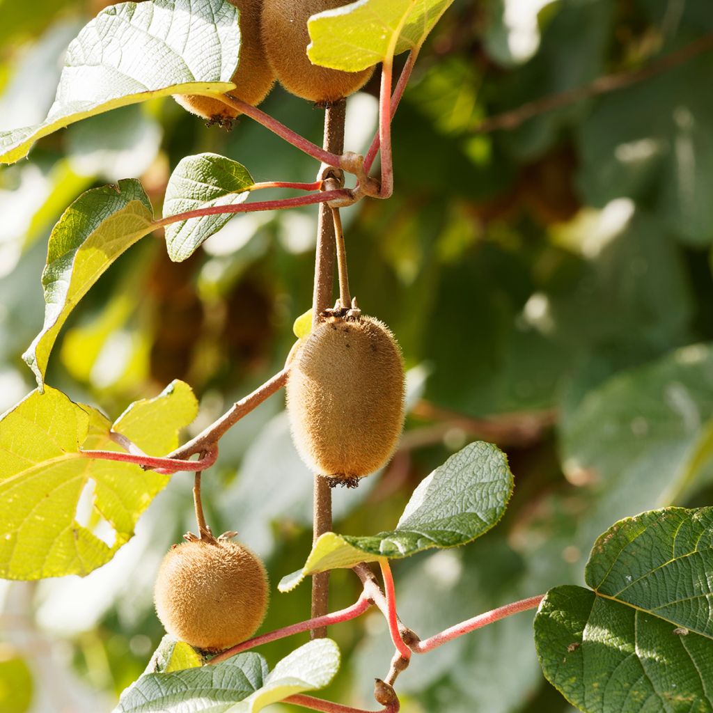 Kiwi Petit Homme - Actinidia deliciosa