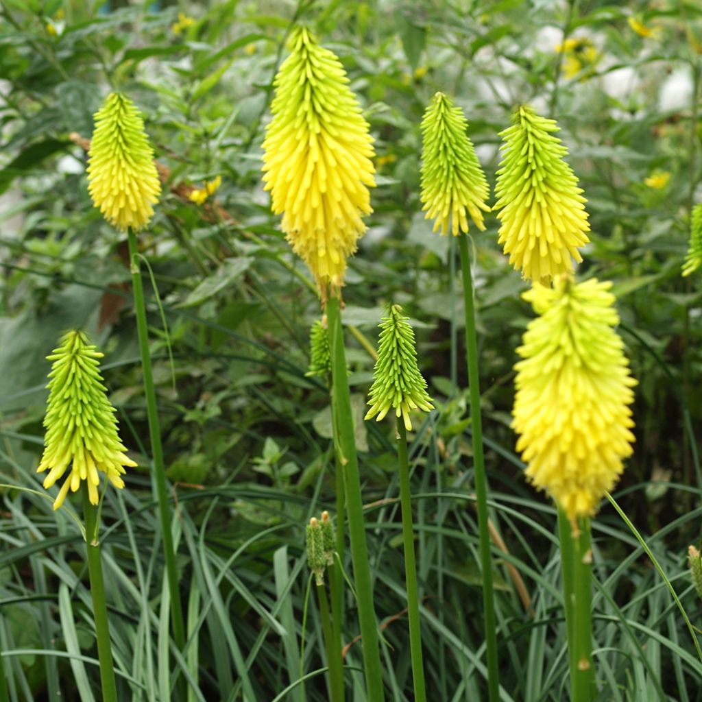 Kniphofia Bees Lemon