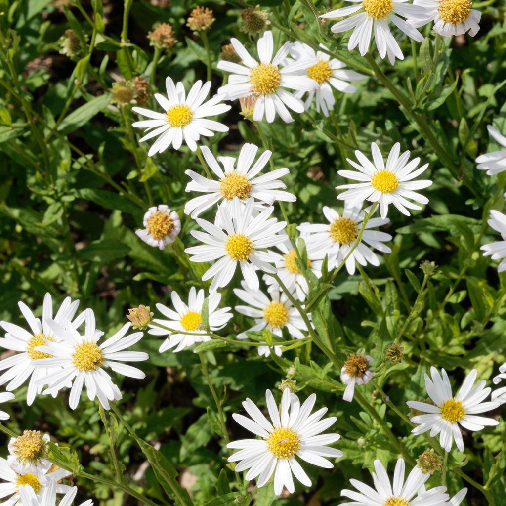 Kalimeris incisa Alba - Aster japonés