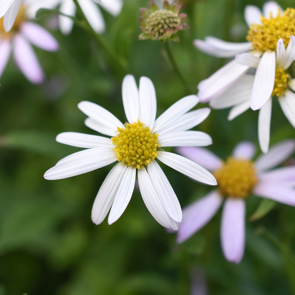 Kalimeris incisa Alba - Aster japonés