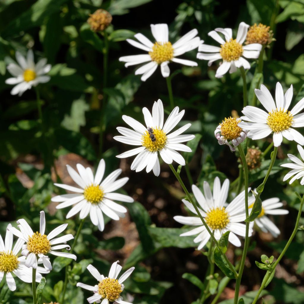 Kalimeris incisa Alba - Aster japonés