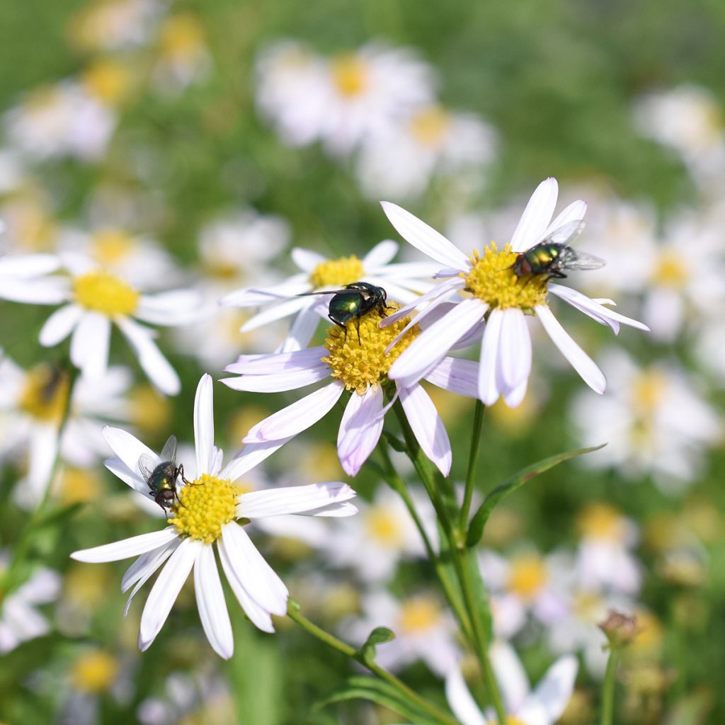 Kalimeris incisa Alba - Aster japonés