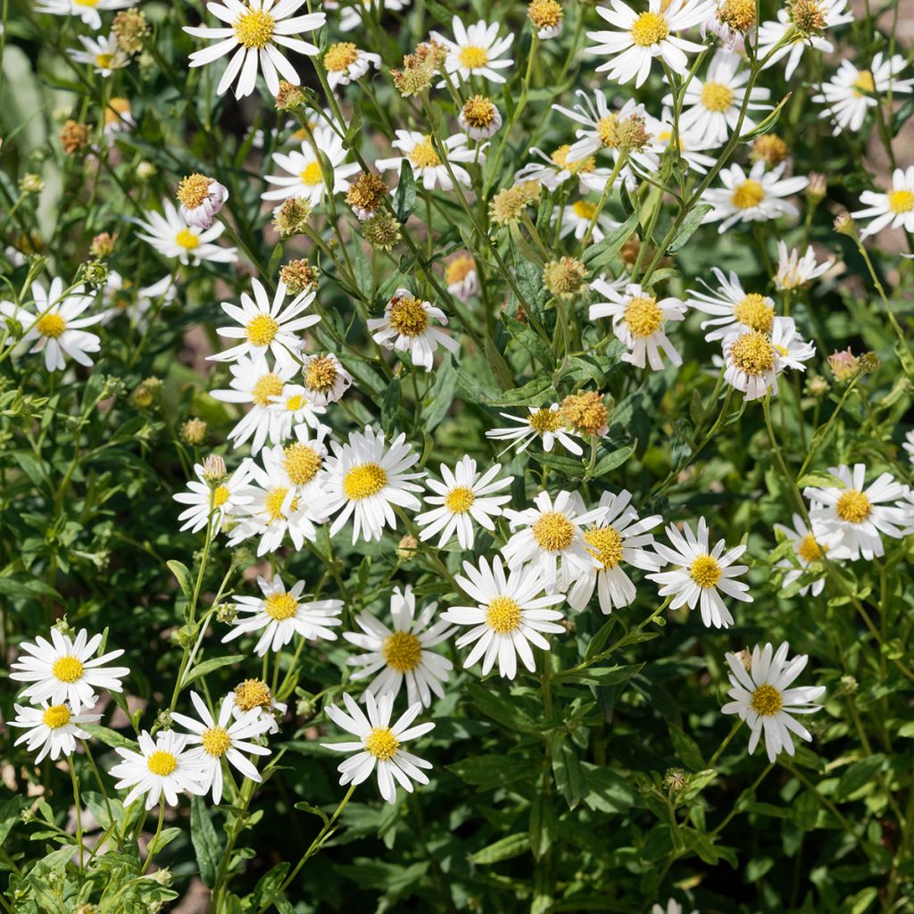 Kalimeris incisa Alba - Aster japonés