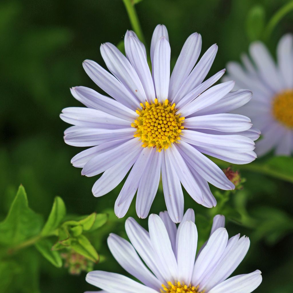 Kalimeris incisa Blue Star - Aster japonés