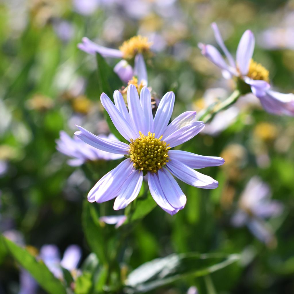 Kalimeris incisa Blue Star - Aster japonés