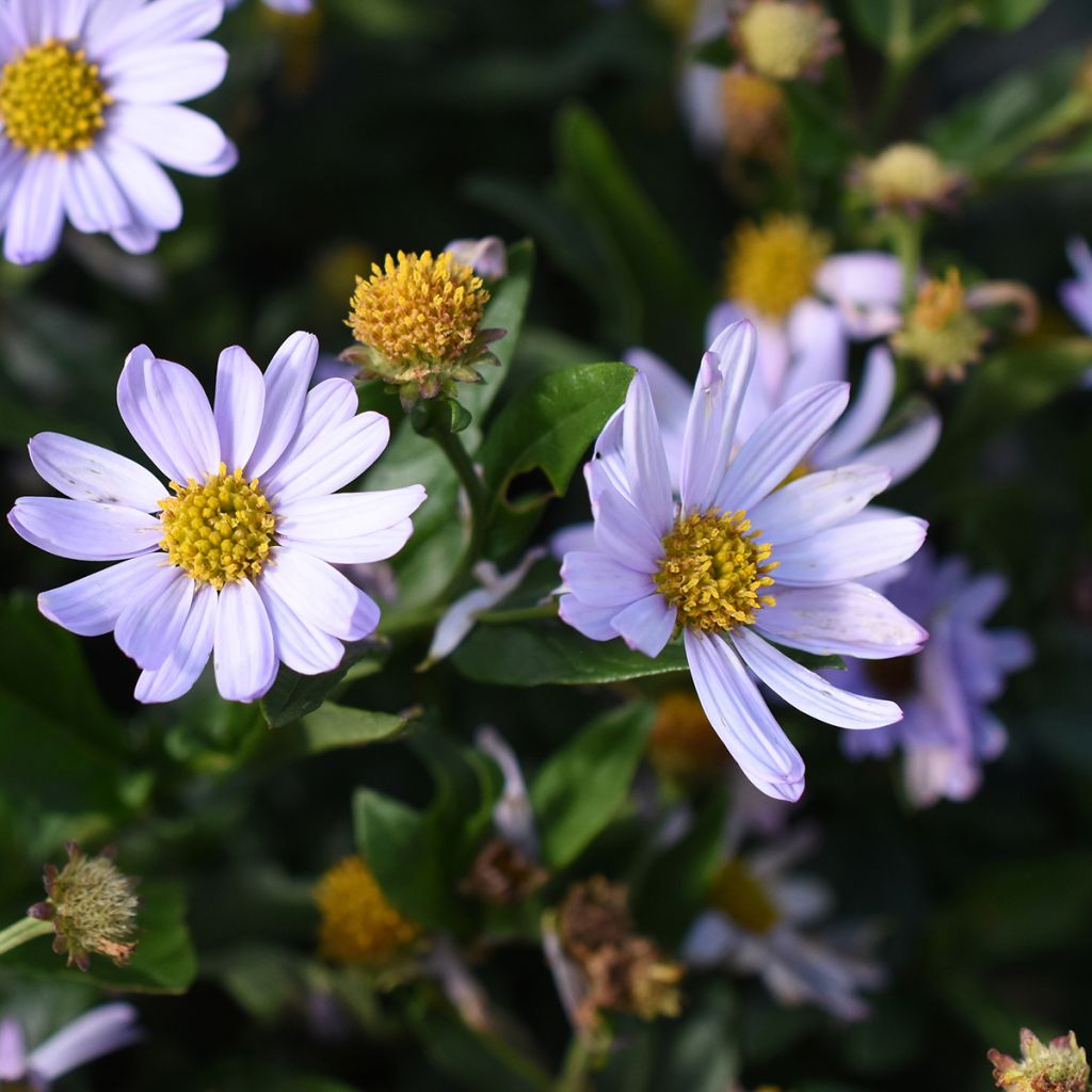 Kalimeris incisa Blue Star - Aster japonés