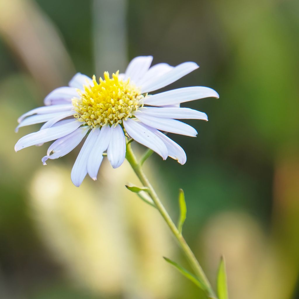 Kalimeris incisa Blue Star - Aster japonés