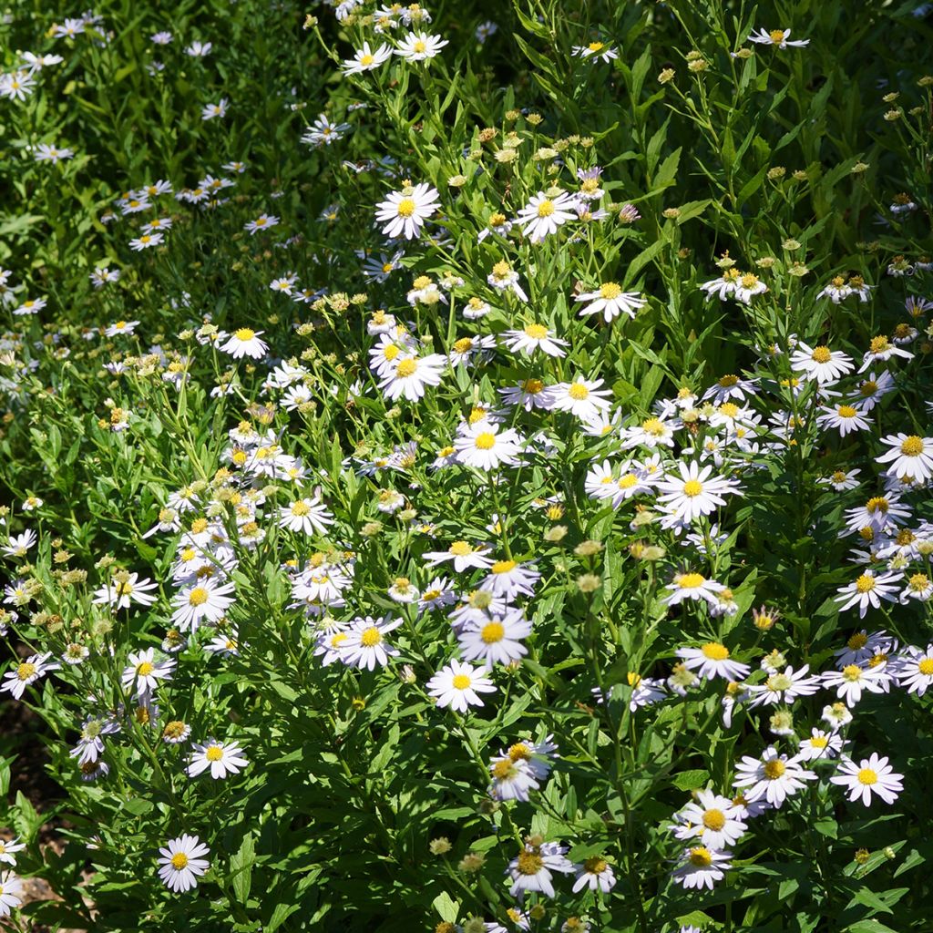 Kalimeris incisa Blue Star - Aster japonés