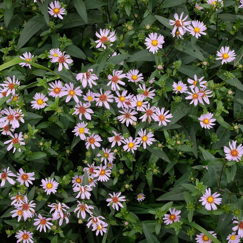 Kalimeris incisa Charlotte - Aster japonés