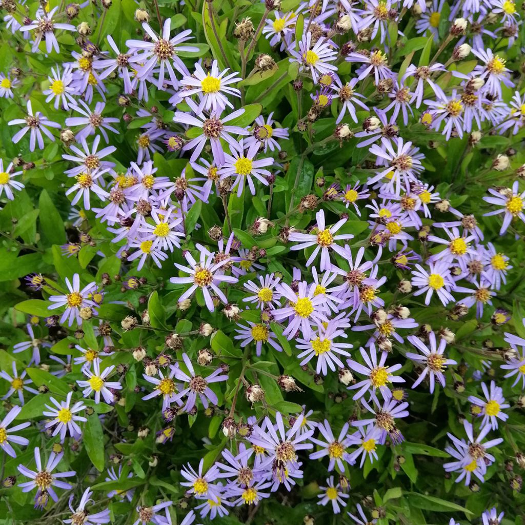 Kalimeris incisa Nana Blue - Aster japonés