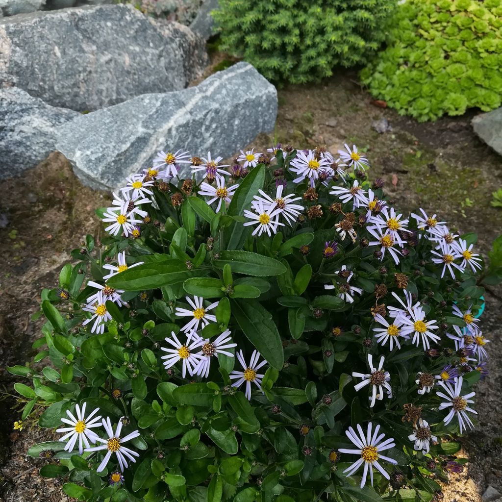 Kalimeris incisa Nana Blue - Aster japonés