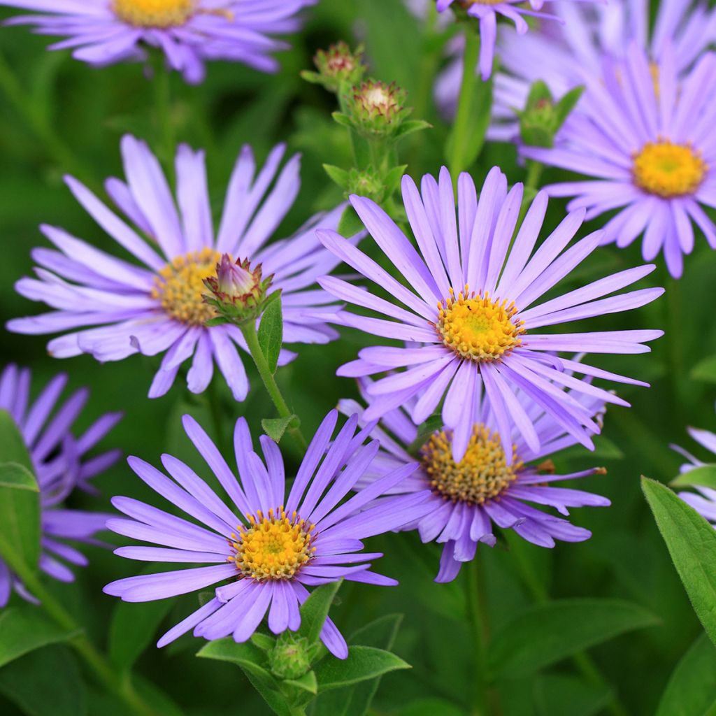 Kalimeris incisa Blue Star - Aster japonés