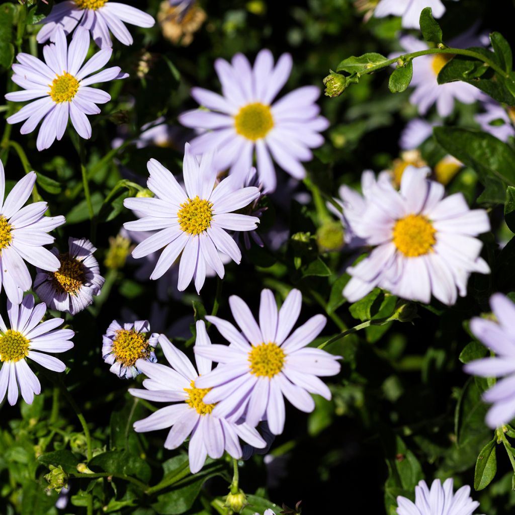 Kalimeris incisa - Aster japonés