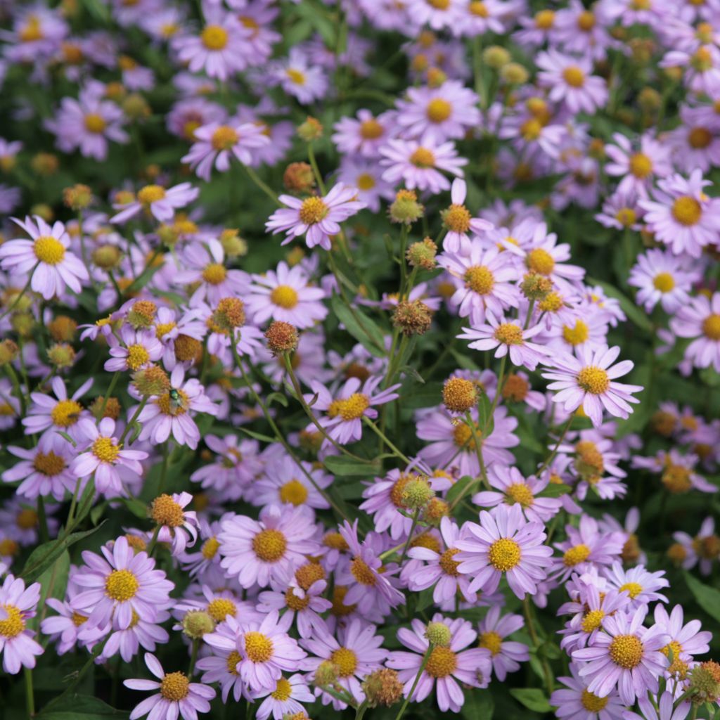 Kalimeris mongolica Antonia - Aster de Mongolie