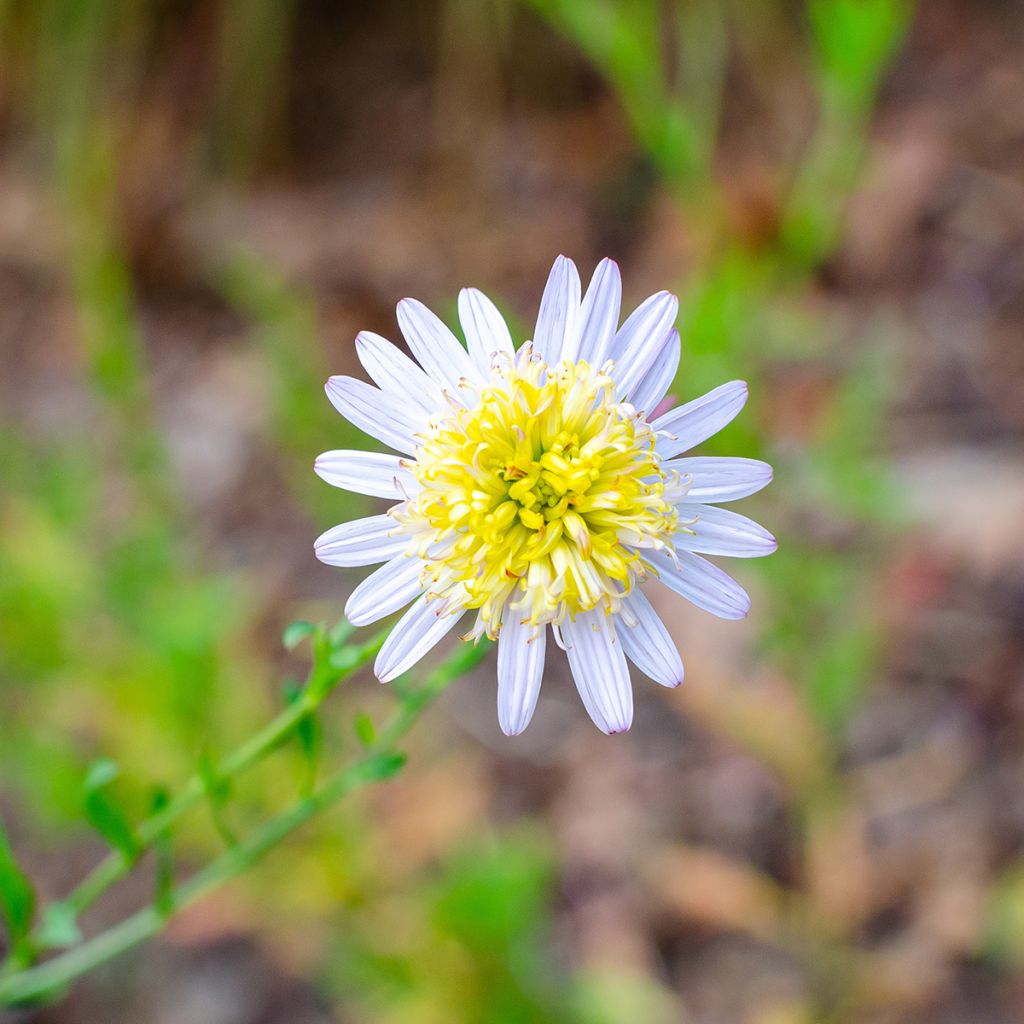 Kalimeris pinnatifida var. hortensis - Aster japonés