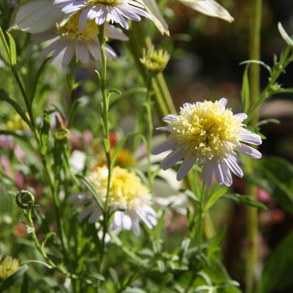 Kalimeris pinnatifida var. hortensis - Aster japonés