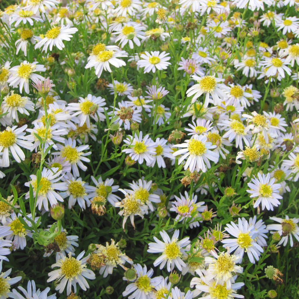 Kalimeris pinnatifida var. hortensis - Aster japonés