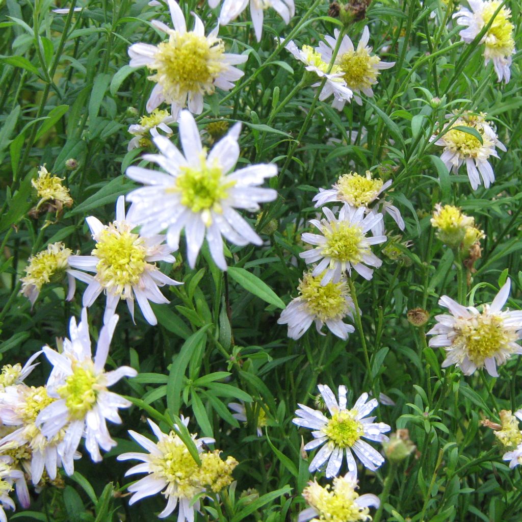 Kalimeris pinnatifida var. hortensis - Aster japonés