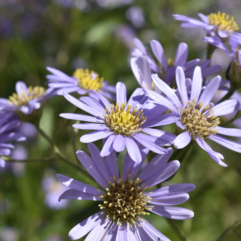 Kalimeris yomena Shogun - Aster japonés