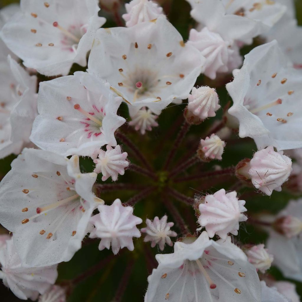 Kalmia latifolia Elf