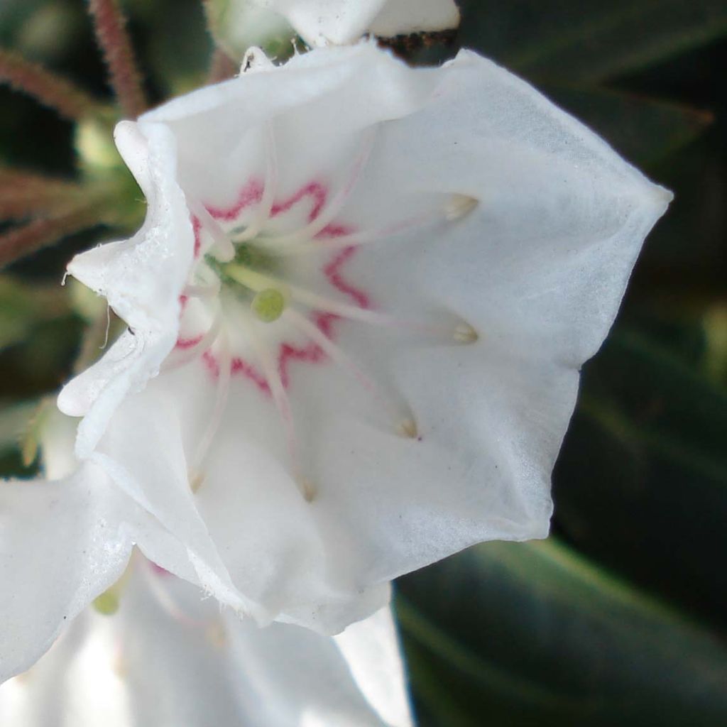 Kalmia latifolia Elf