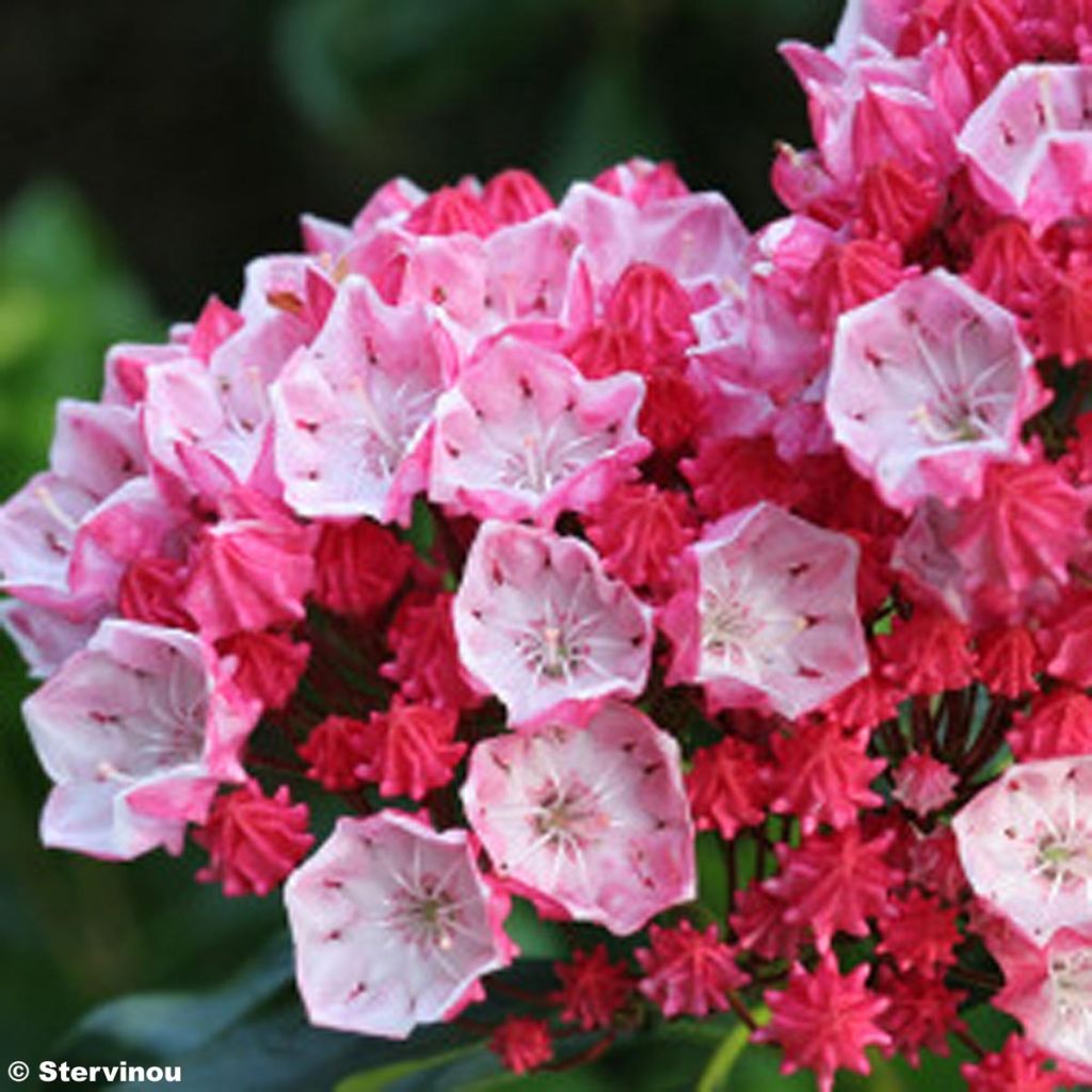 Kalmia latifolia Olympic Fire