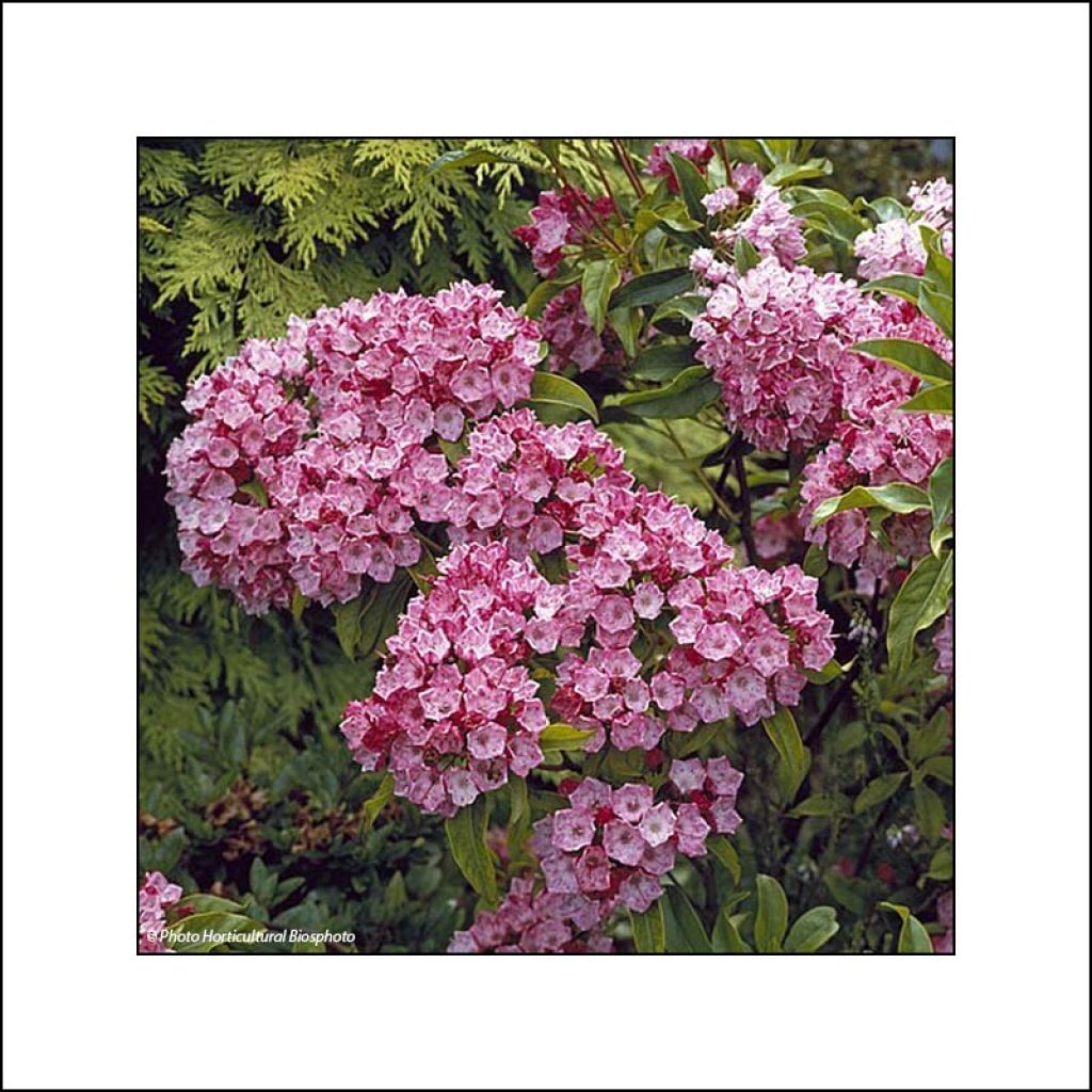 Kalmia latifolia Otsbo Red - Laurier des montagnes rouge et rose vif.