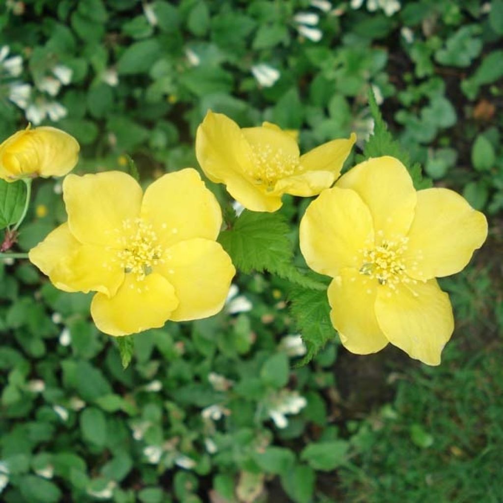 Kerria japonica Golden Guinea