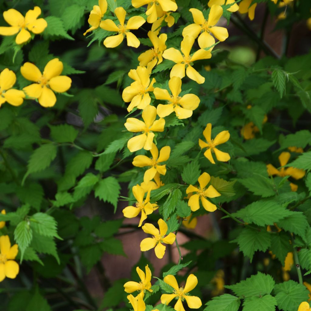 Kerria japonica Golden Guinea