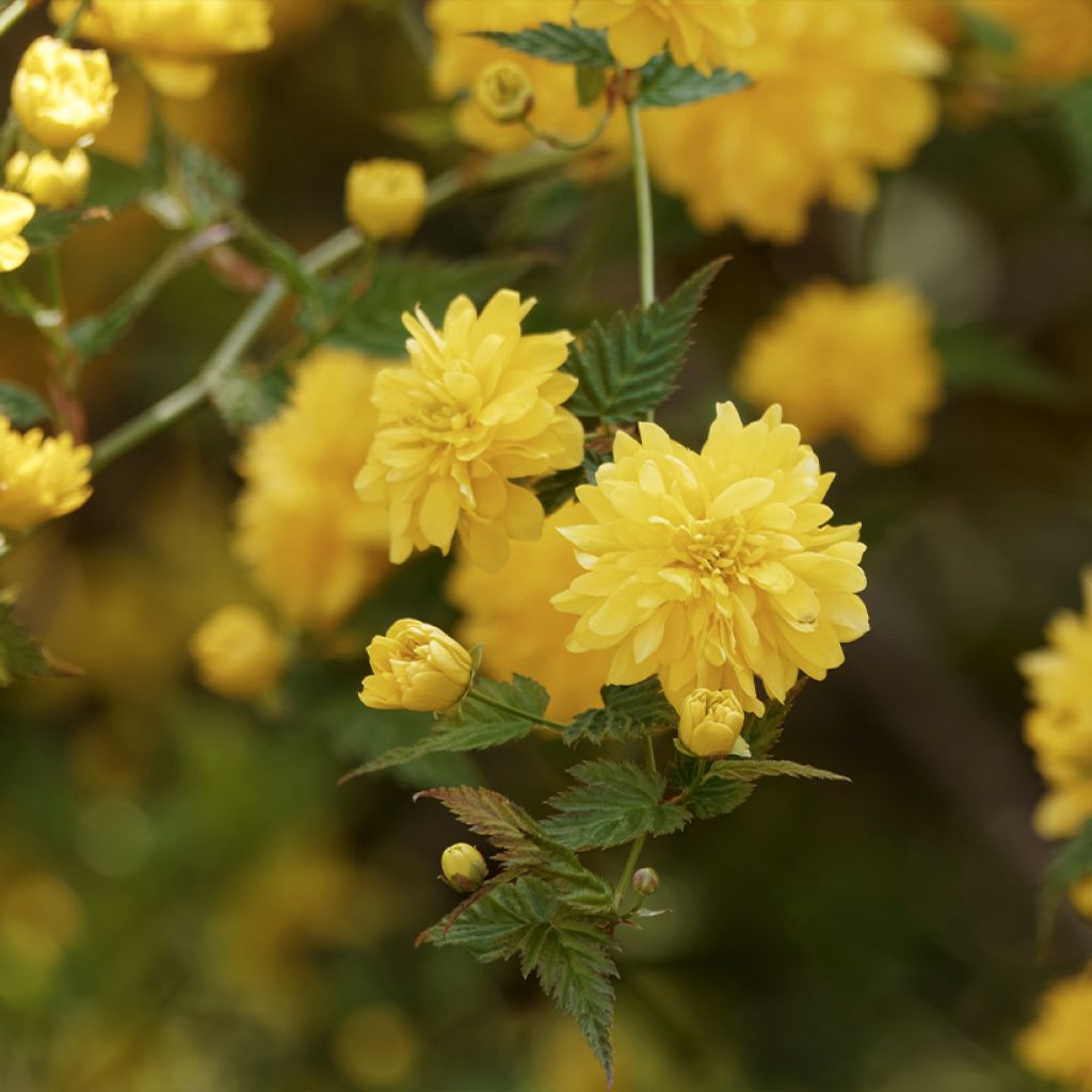 Kerria japonica Pleniflora