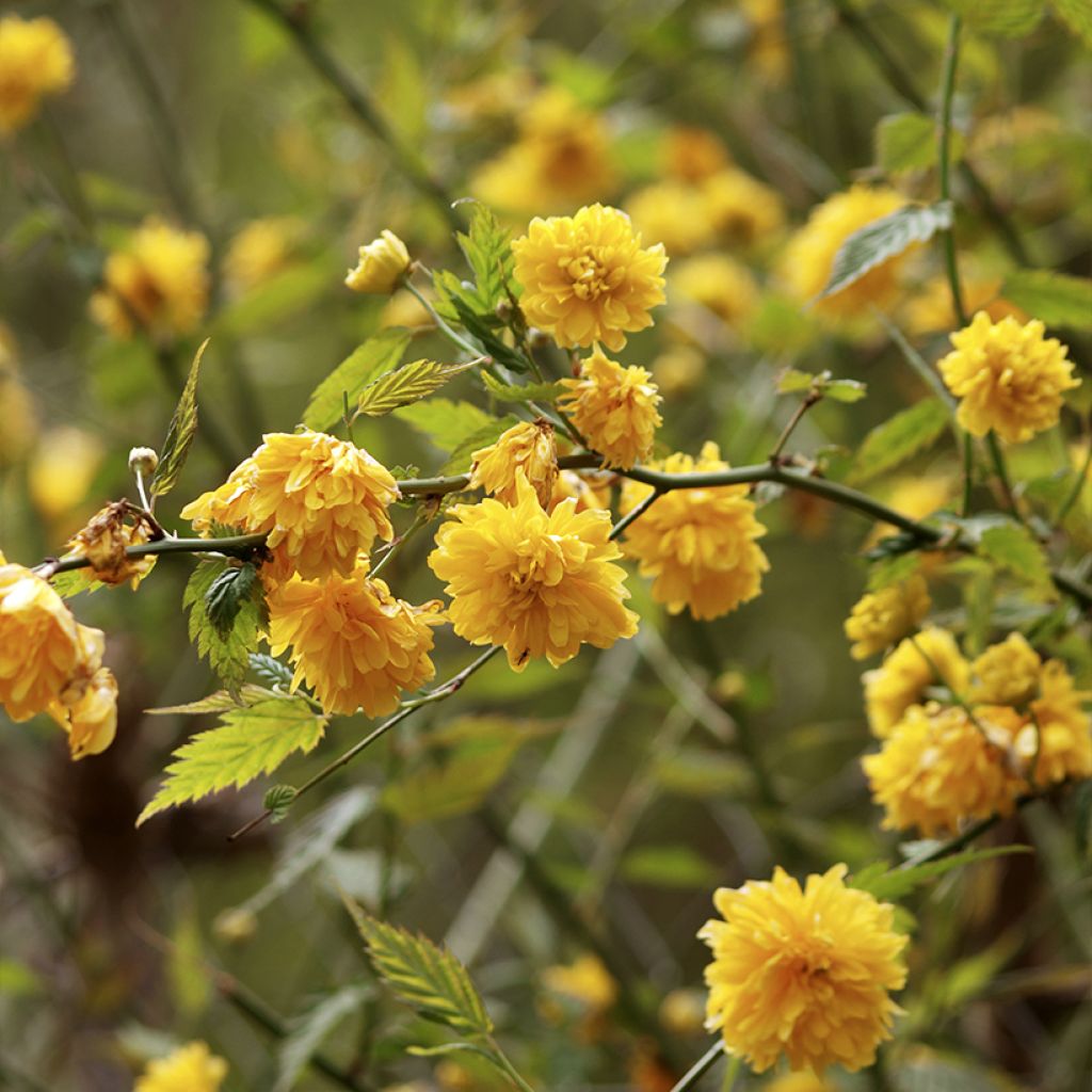 Kerria japonica Pleniflora