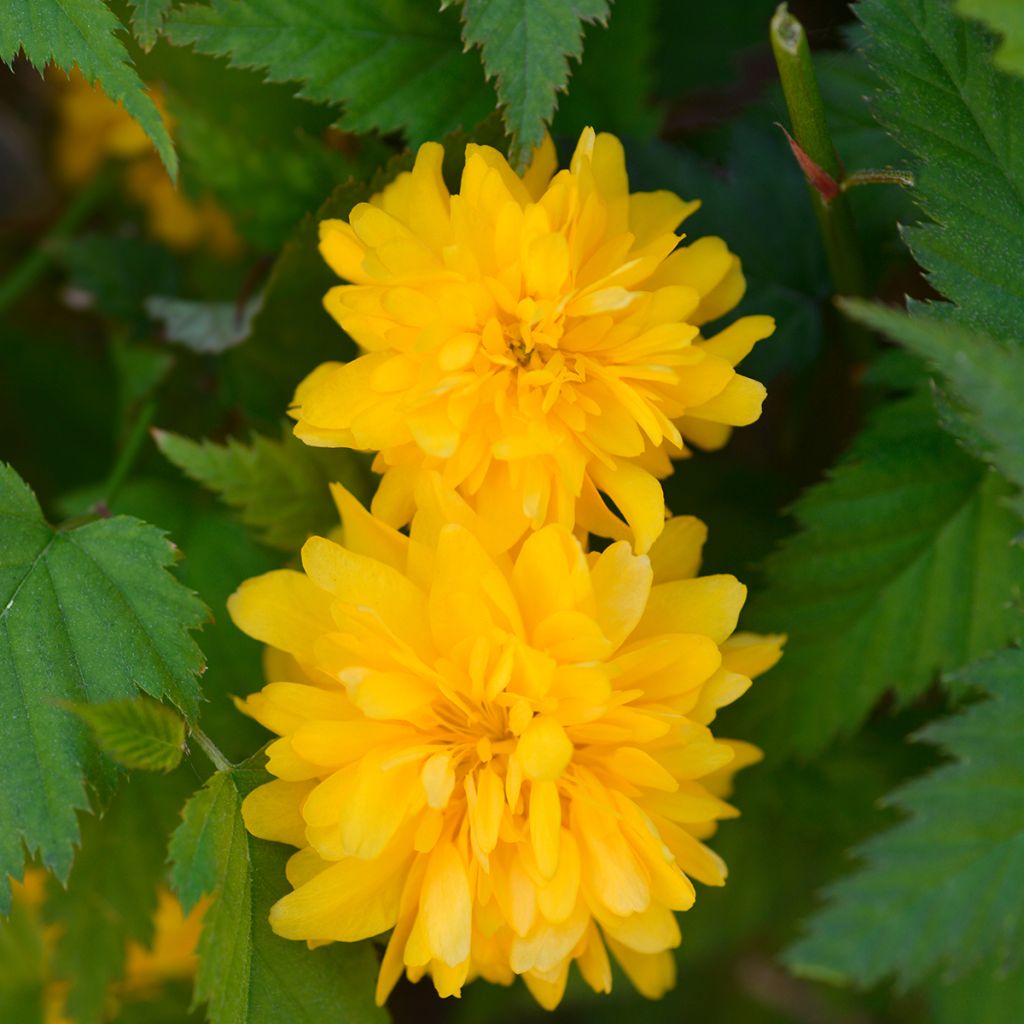 Kerria japonica Pleniflora