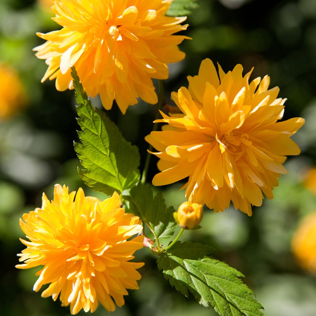 Kerria japonica Pleniflora