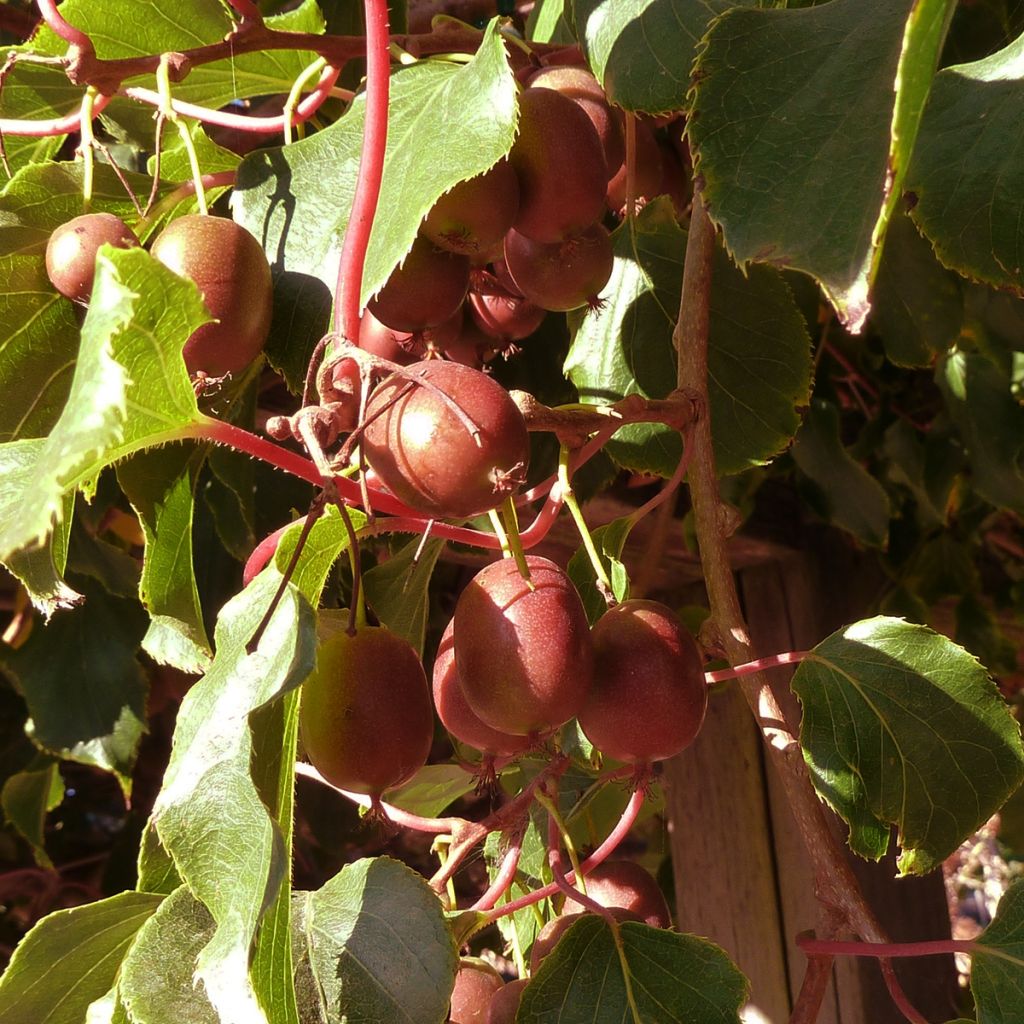 Kiwai femelle Red Jumbo - Actinidia arguta