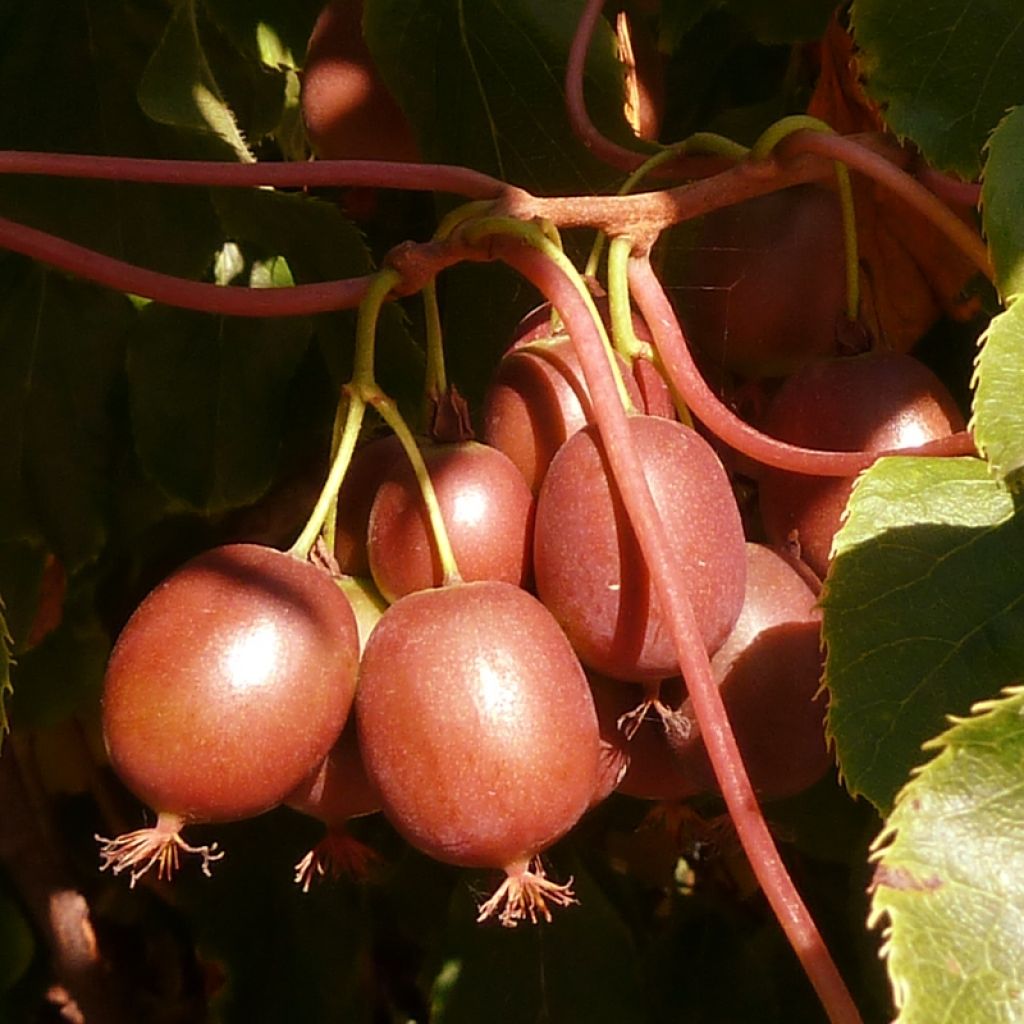 Kiwai femelle Red Jumbo - Actinidia arguta