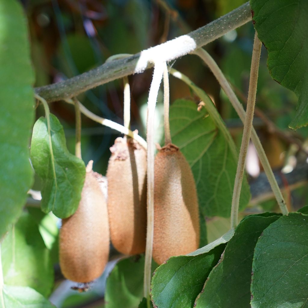 Kiwi femelle - Actinidia chinensis Bruno