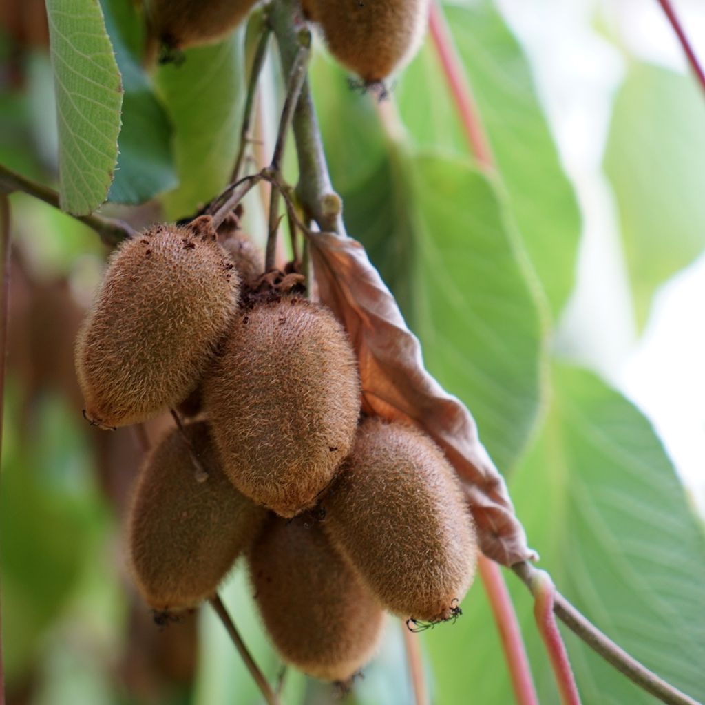 Kiwi - Actinidia deliciosa Kiwidoo Femelle en godet de 9cm