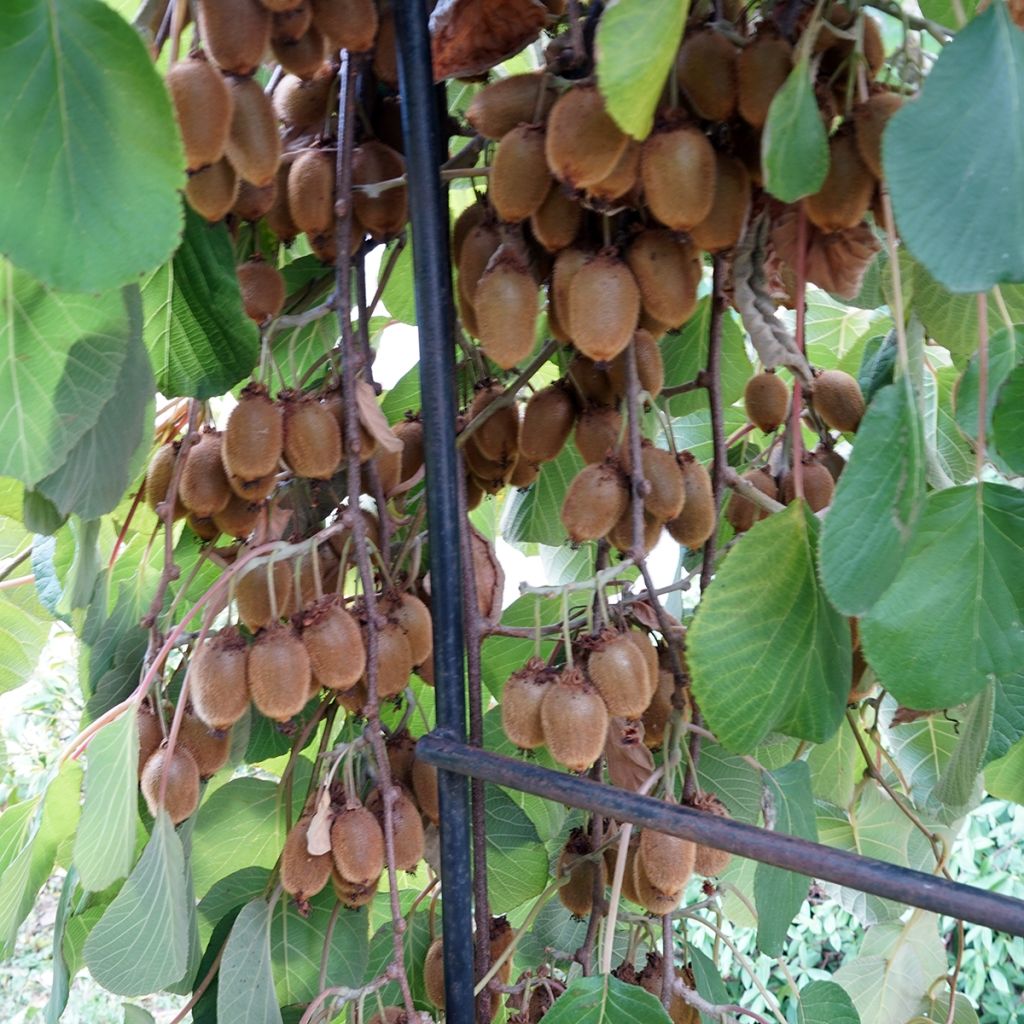 Kiwi Kiwidoo (Hembra) - Actinidia deliciosa