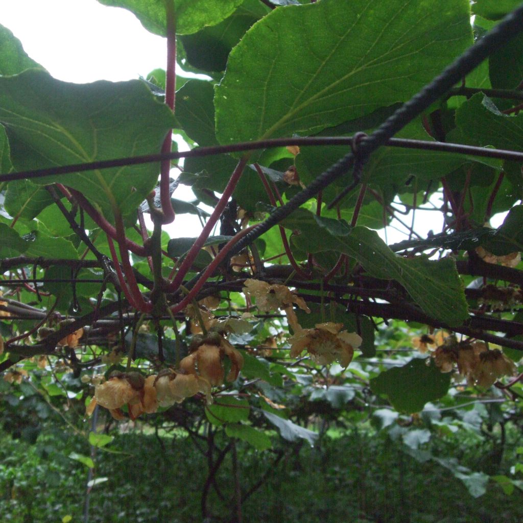 Kiwi Golden Delight (femelle) - Actinidia chinensis