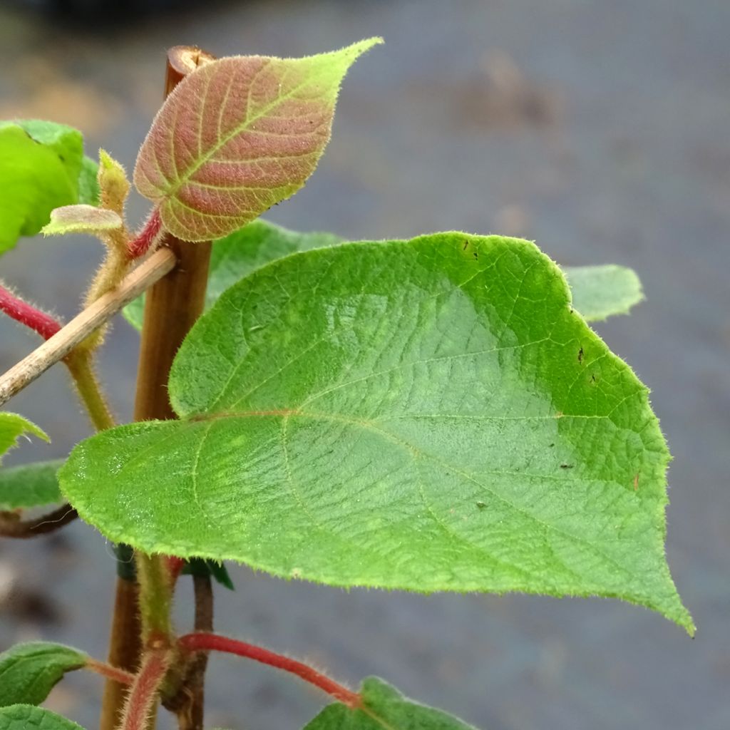 Kiwi Tomuri (mâle) - Actinidia deliciosa 