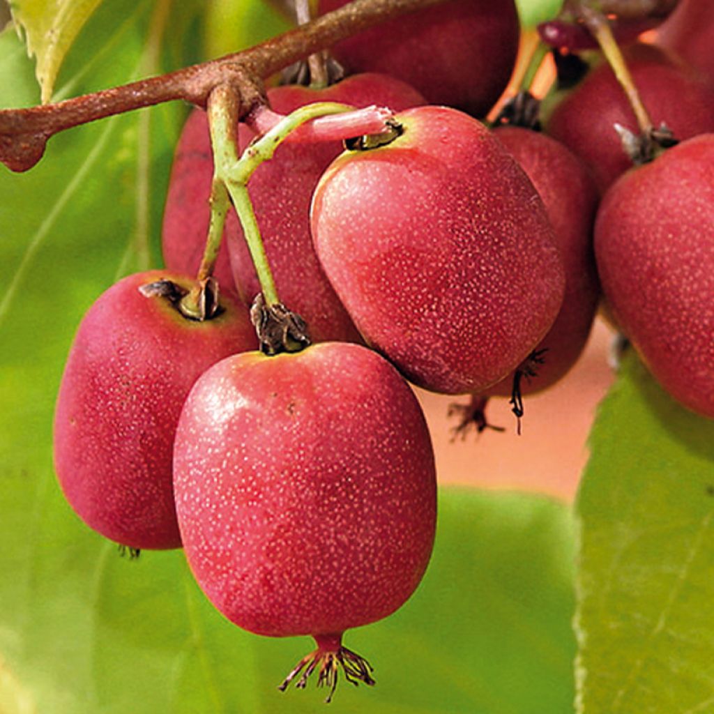 Mini kiwi Bingo (Hembra) - Actinidia arguta