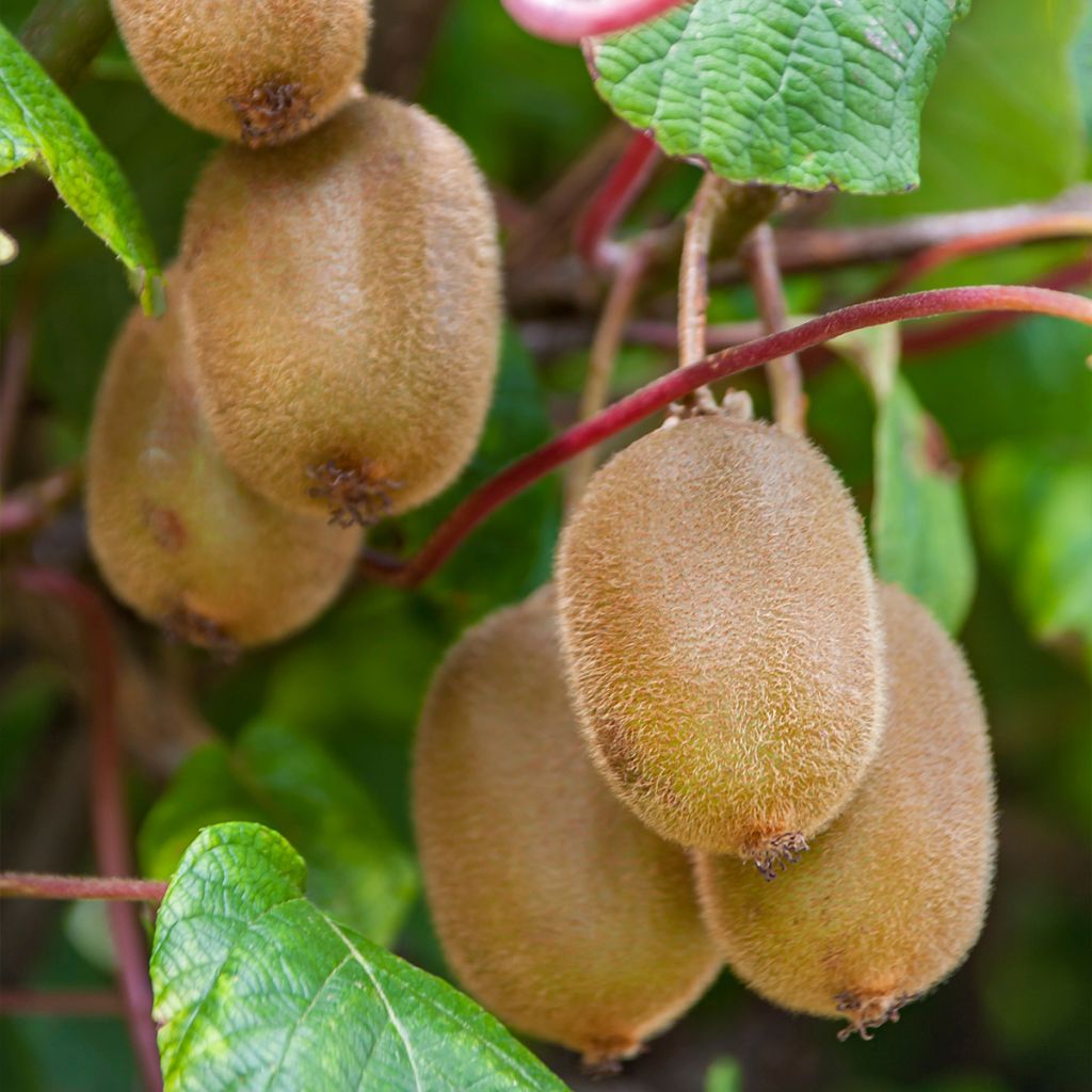 Kiwi Boskoop - Actinidia deliciosa