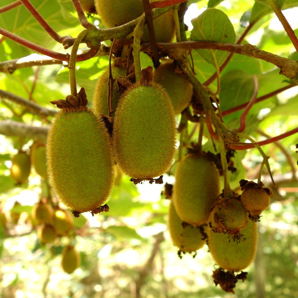 Kiwi Boskoop - Actinidia deliciosa