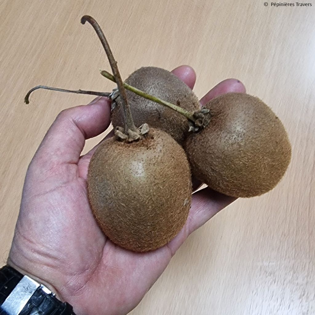 Kiwi - Actinidia chinensis