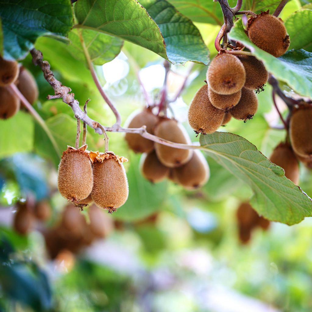 Kiwi - Actinidia chinensis