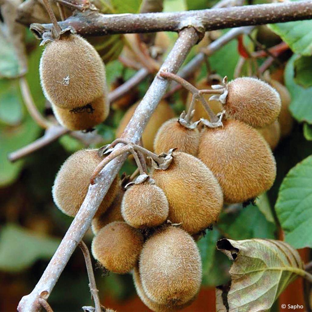 Kiwi Solissimo Bio - Actinidia deliciosa