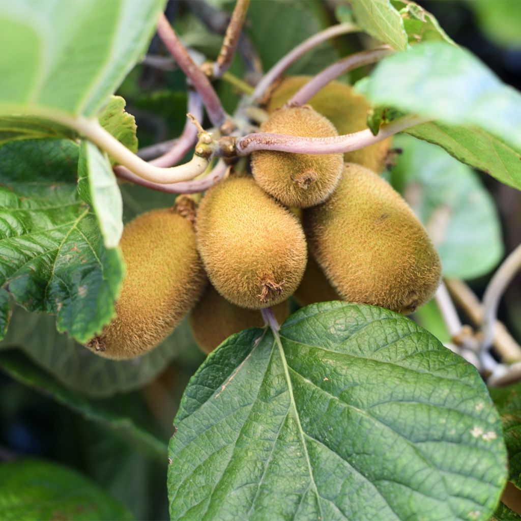 Kiwi autofertile Solo - Actinidia chinensis