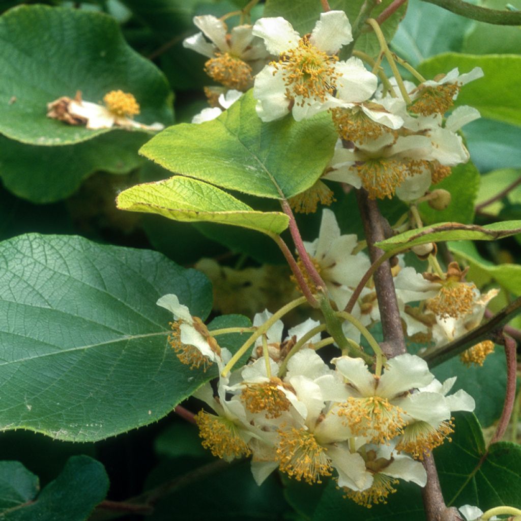 Kiwi kiw'Happy Macho - Actinidia deliciosa