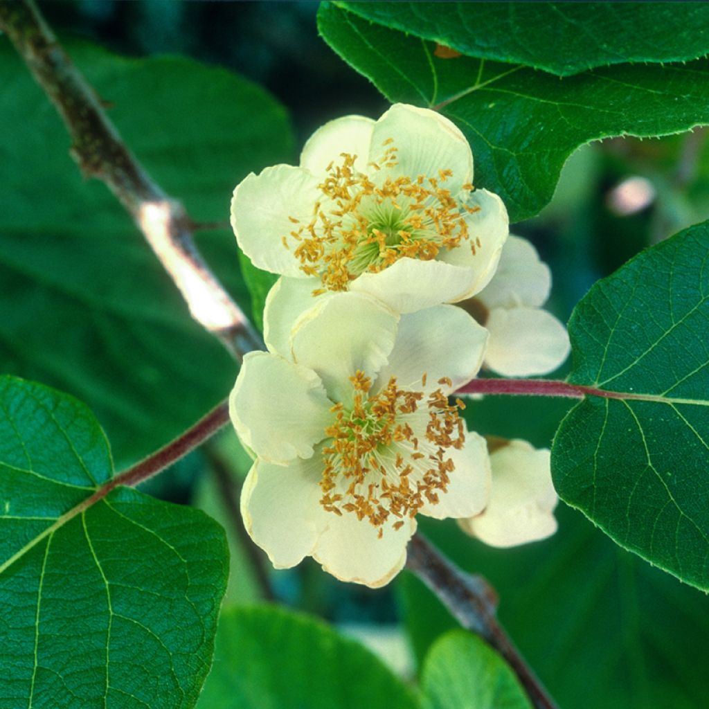 Kiwi kiw'Happy Macho - Actinidia deliciosa