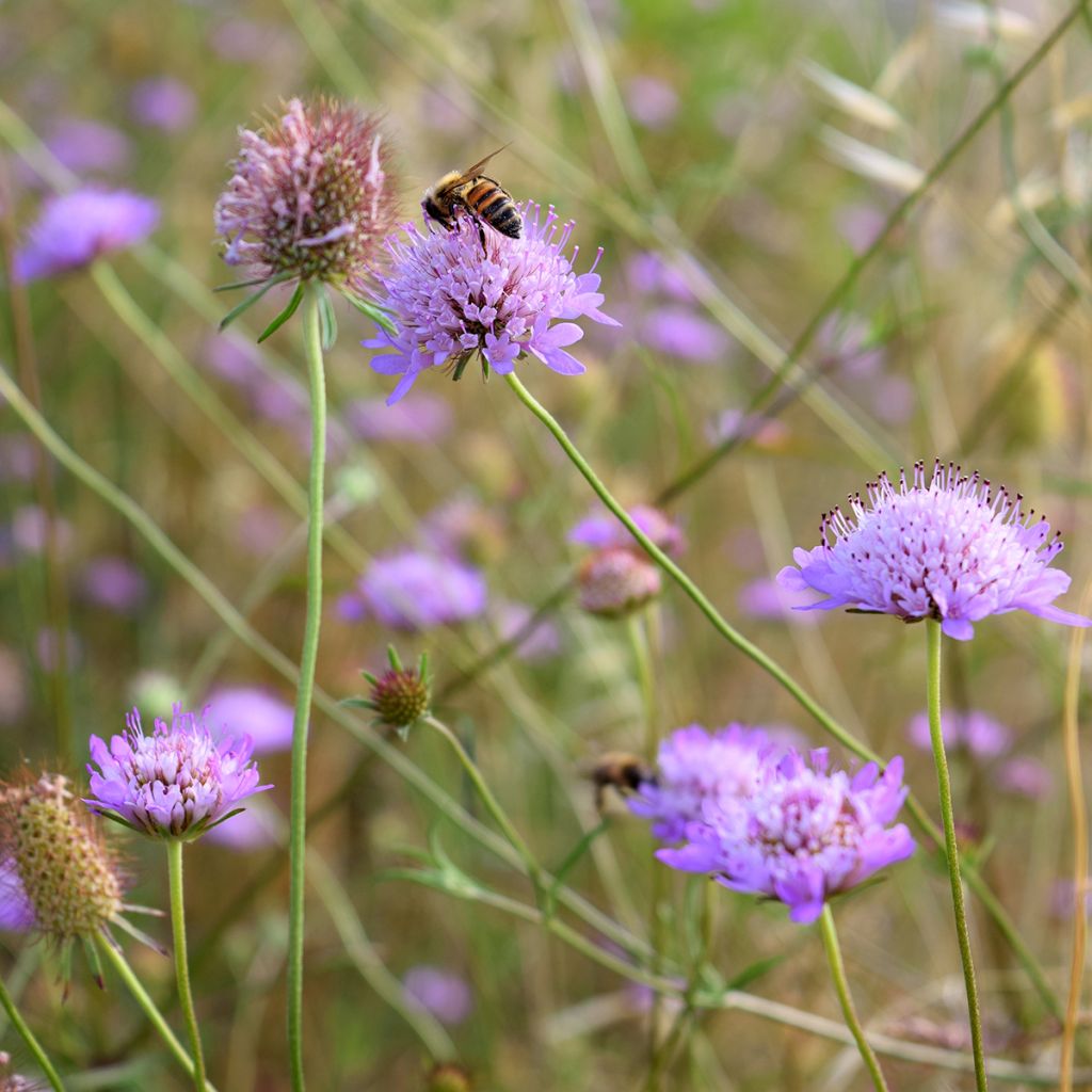 Knautia arvensis - Escabiosa